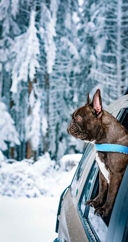Auto Sitzbezüge Cover Up - Hund & Freizeit
